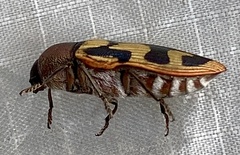 Castiarina simulata