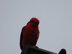 Pyrocephalus rubinus