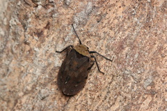 Penthicodes atomaria