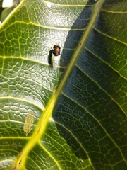 Oplodontha rubrithorax