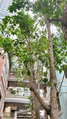 Magnolia × alba