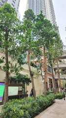 Magnolia × alba