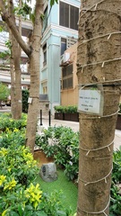 Magnolia × alba
