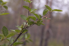Betula humilis