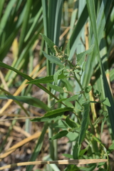 Atriplex gmelinii