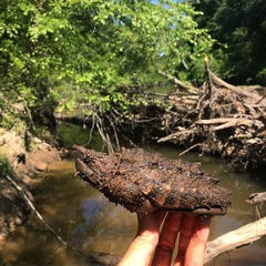 Macrochelys temminckii