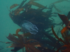 Bolinopsis microptera