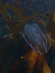 Bolinopsis microptera