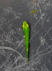 Parvicrepis
