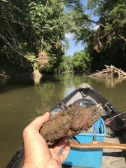 Macrochelys temminckii