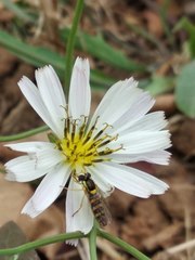 Sphaerophoria indiana