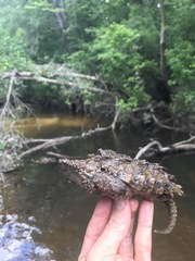 Macrochelys temminckii