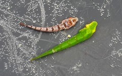 Parvicrepis