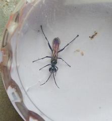 Chalybion bengalense