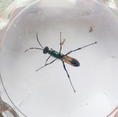 Chalybion bengalense