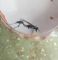 Chalybion bengalense