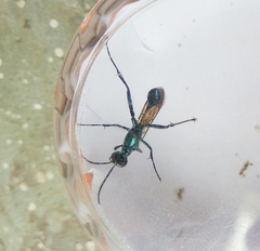 Chalybion bengalense