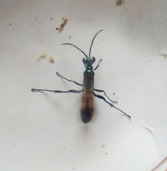 Chalybion bengalense