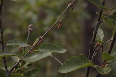 Betula humilis