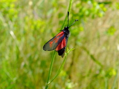 Zygaena minos