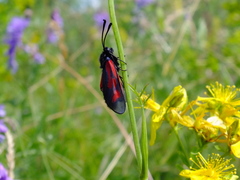 Zygaena minos