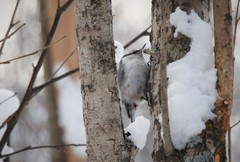 Sitta europaea albifrons