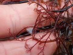 Streblocladia glomerulata