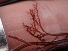 Streblocladia glomerulata