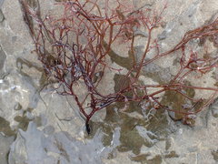 Streblocladia glomerulata