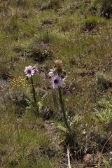 Berkheya purpurea