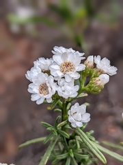 Ixodia achillaeoides