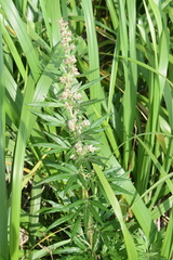 Artemisia tilesii unalaschcensis