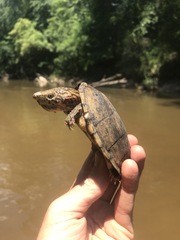 Sternotherus peltifer