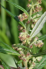 Artemisia tilesii unalaschcensis