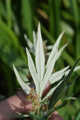 Artemisia tilesii unalaschcensis