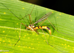 Nephrotoma australasiae