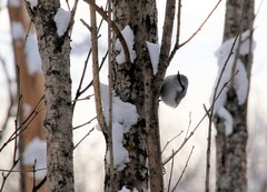 Sitta europaea albifrons