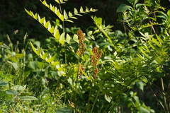 Osmunda japonica
