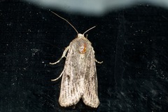 Spodoptera exempta