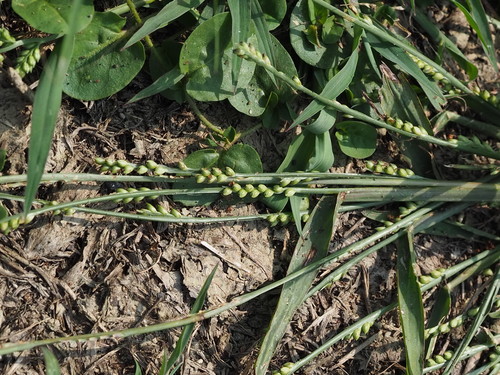 Image of Setaria flavida by no rights reserved