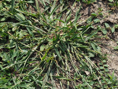 Image of Setaria flavida by no rights reserved