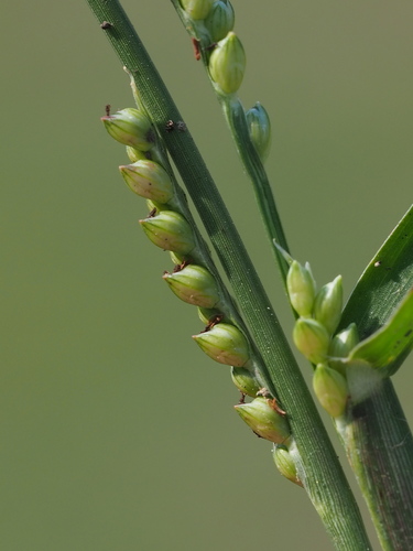 Yellow Watercrown Grass (Setaria flavida)