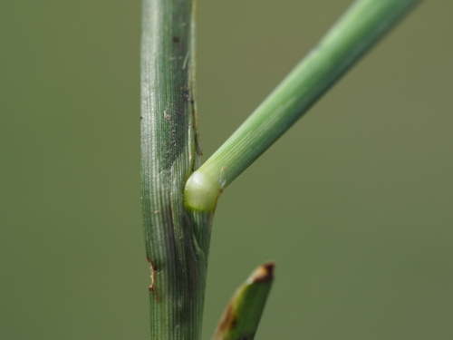 Setaria flavida