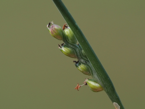 Image of Setaria flavida by no rights reserved