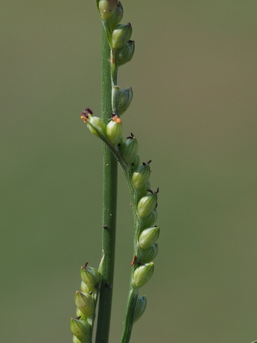 Image of Setaria flavida by no rights reserved