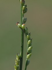 Setaria flavida