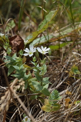 Stellaria ruscifolia