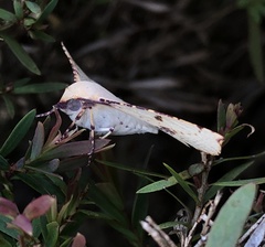 Oenochroma pallida