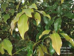 Neolitsea hiiranensis
