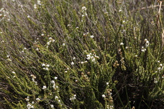 Selago densiflora